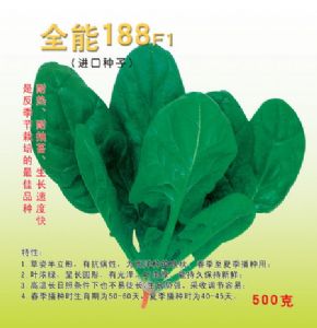 供应全能188-菠菜种子