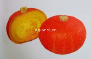 供应红宝—南瓜种子