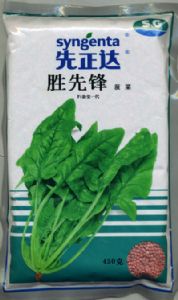 菠菜种子——胜先锋菠菜