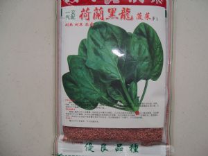 供应黑龙菠菜F1—菠菜种子