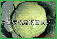 供应大量包菜（甘蓝）