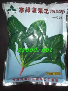 供应寒绿菠菜王(荷兰3号)—菠菜种子