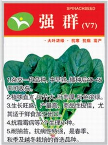 供应强群（V7）—菠菜种子