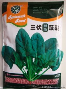 供应三伏菠菜—菠菜种子