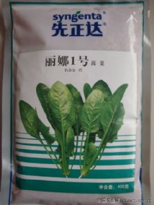 供应先正达丽娜一号菠菜种子