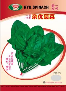 供应杂优—菠菜种子