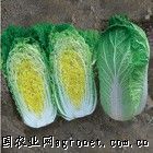 供应泡菜用黄心大白菜