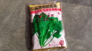 供应巨人菠菜种子