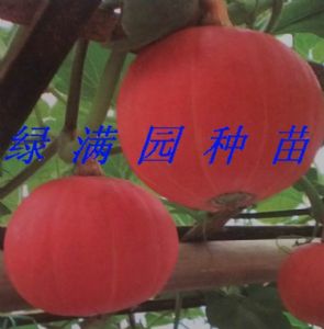 供应新红樱南瓜—南瓜种子