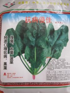 供应菠菜种子