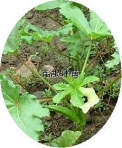 供应补肾菜—野生蔬菜种子