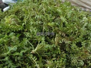 供应野生荠菜—野生蔬菜种子