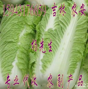 供应白菜（吉林 农安）