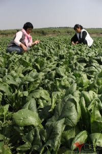 供应无化肥农药露地菠菜