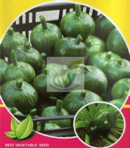 供应绿珍宝高品质-南瓜种子