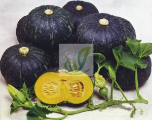 供应新黑锦-高品质南瓜种子