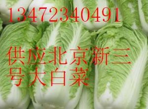 供应北京新三号大白菜