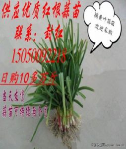 红根水洗蒜苗供应