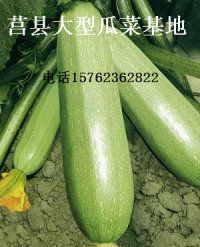 大量供应优质西葫芦