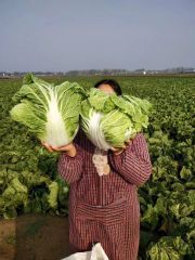 通许冷库白菜大量出库