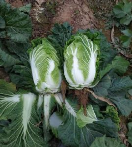 大量供应高密大白菜