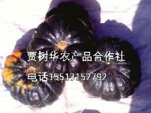 黑皮南瓜大量上市 粉质度高 品质好